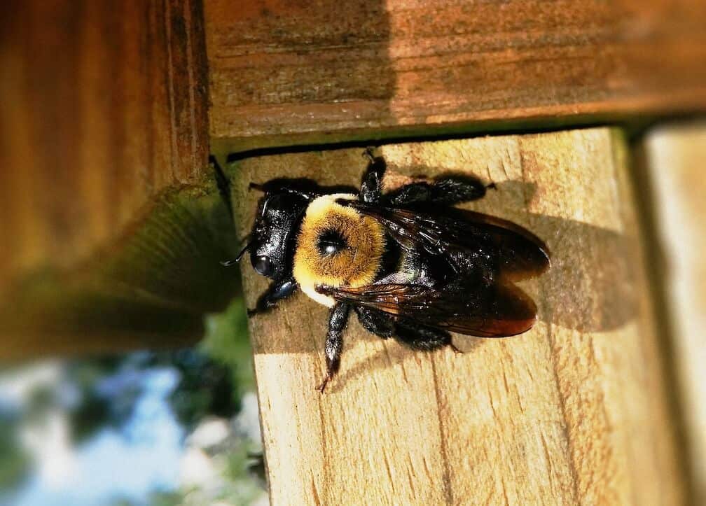 The Effects of Carpenter Bees on Wood