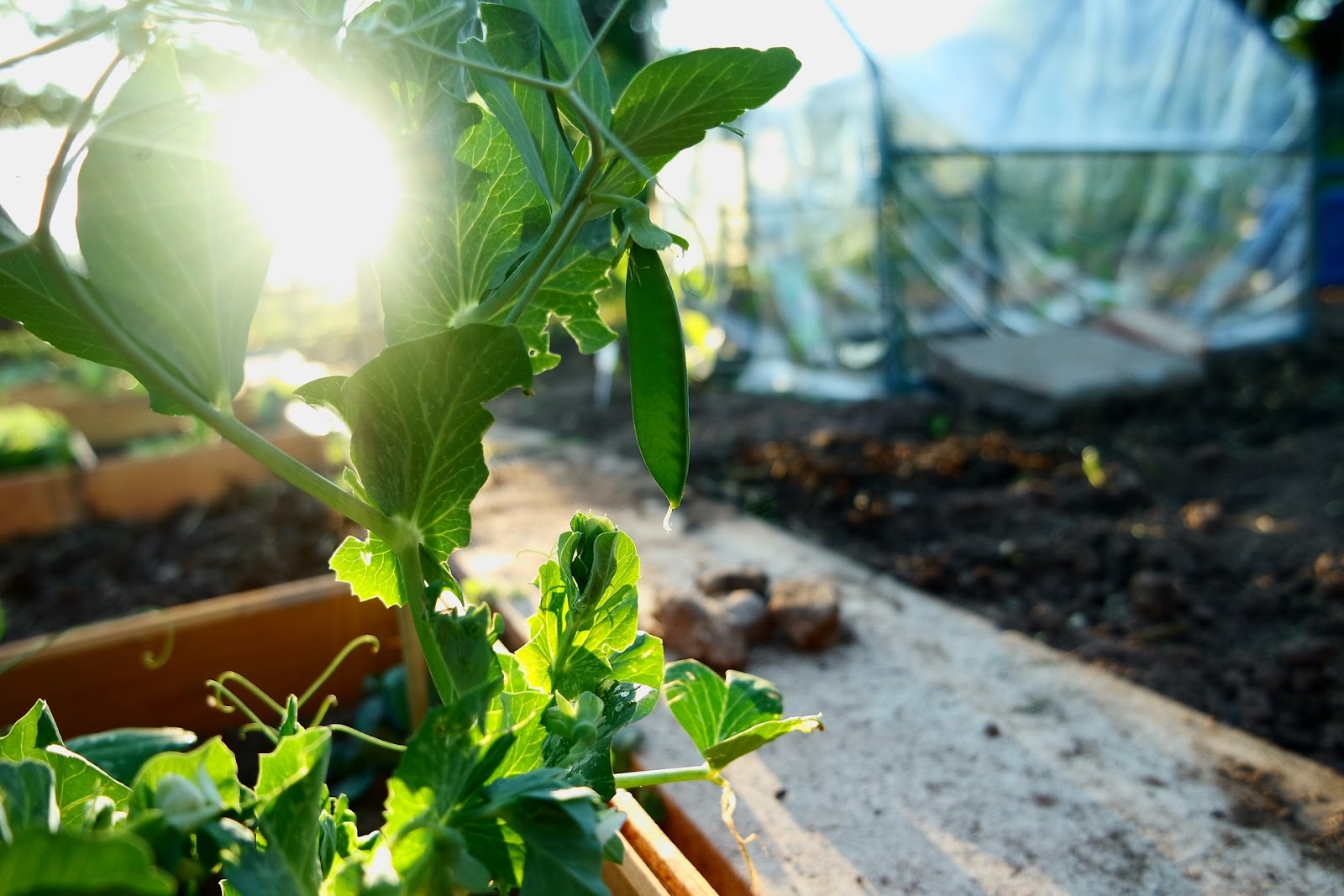 Pea plant in greenhouse