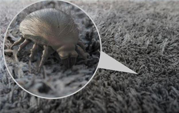 Symptoms, Causes, Treatments of DustMite Allergy | Dangs Lab
