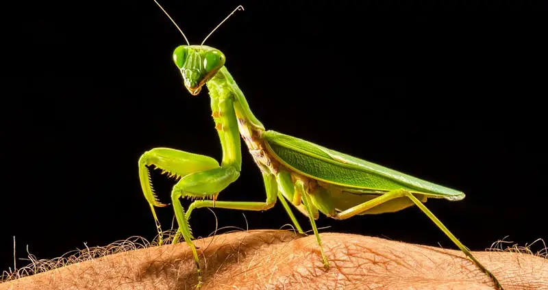 Will Praying Mantis Bite
