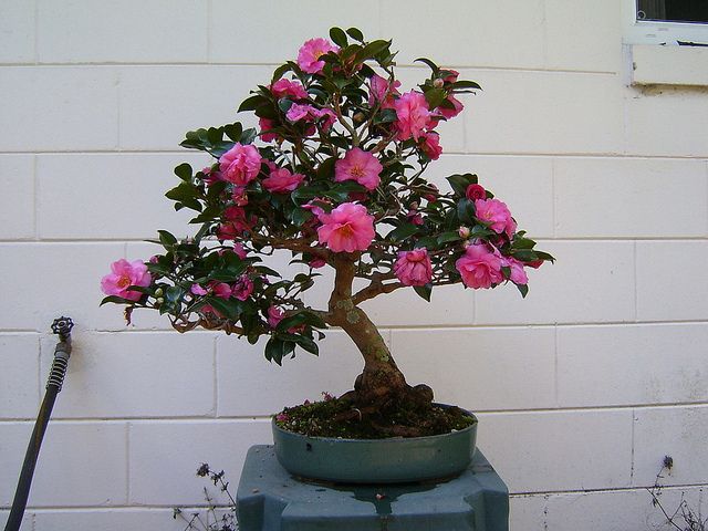 25+ Incredible Types of Bonsai Trees You Must Know!
