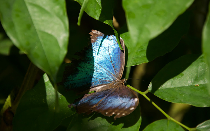 Morpho Butterfly at Hotel Los Lagos, Costa Rica