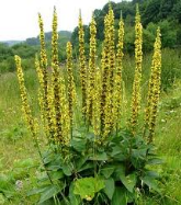 dark mullein