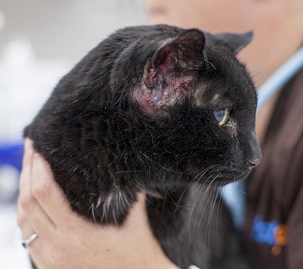 Mon chat a une otite : faut-il nécessairement des antibiotiques ? | My  Happy Pet France