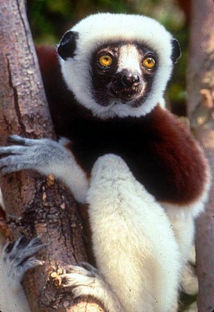 Coquerel’s sifaka from the web.