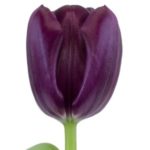 tulip flower