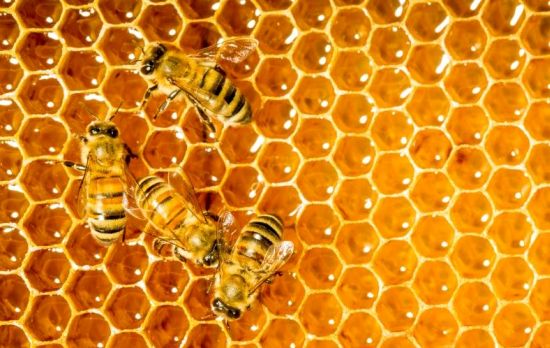 Image result for honey