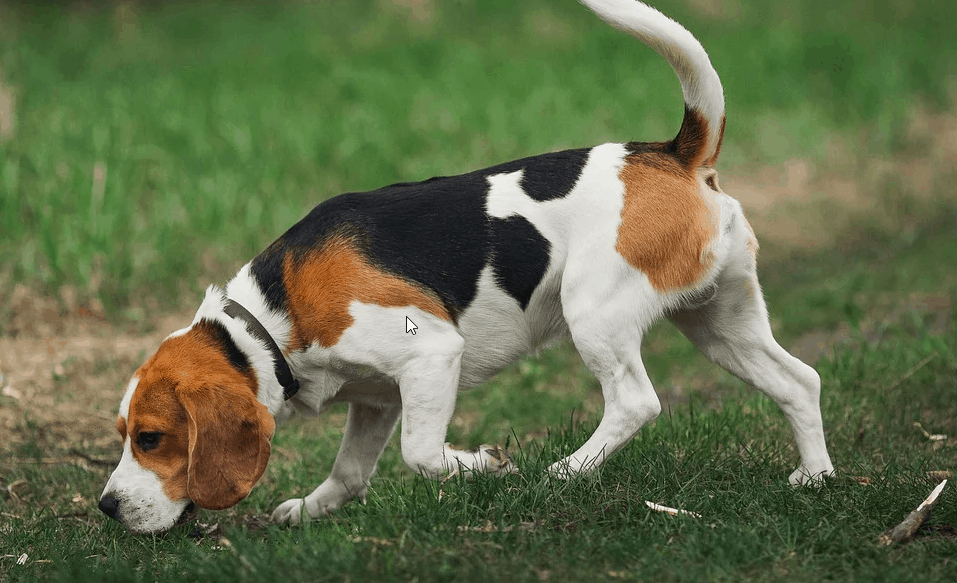 grooming beagle