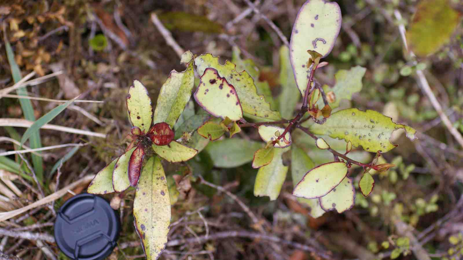 Small toropapa (left) and horopito seedling (right)