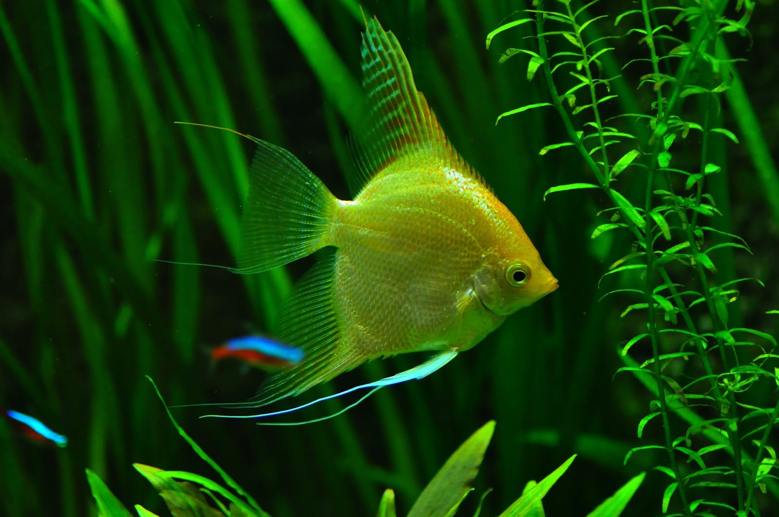 A fish swimming through plants
