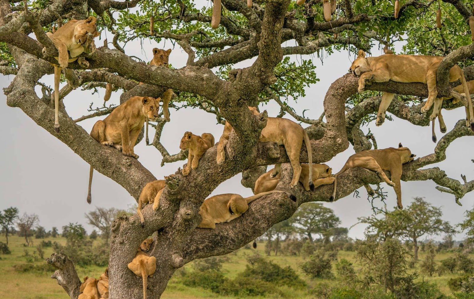 Tanzania's Serengeti park becomes Africas Leading National park by World Travel Awards