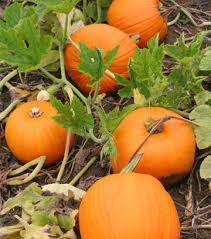 Image result for pumpkin growing