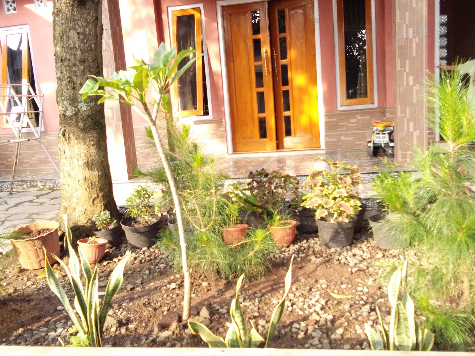 Menata Tanaman Hias Di Depan Rumah Berbagi Tanam Menata Tanaman Hias Di Depan Rumah Berbagi Tanam