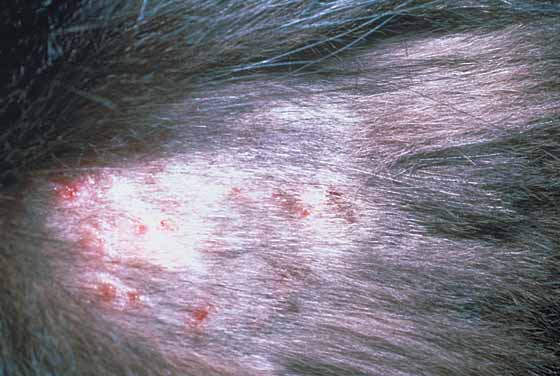 Miliary dermatitis in a domestic shorthair cat (DSH)