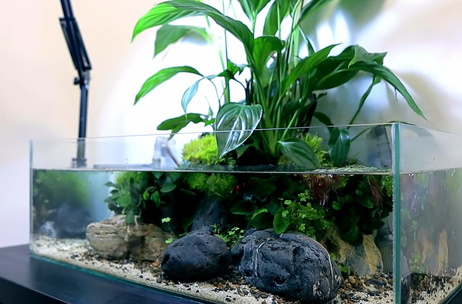 how to make a betta bowl with live plants  Fish plants, Betta fish bowl,  Fish garden