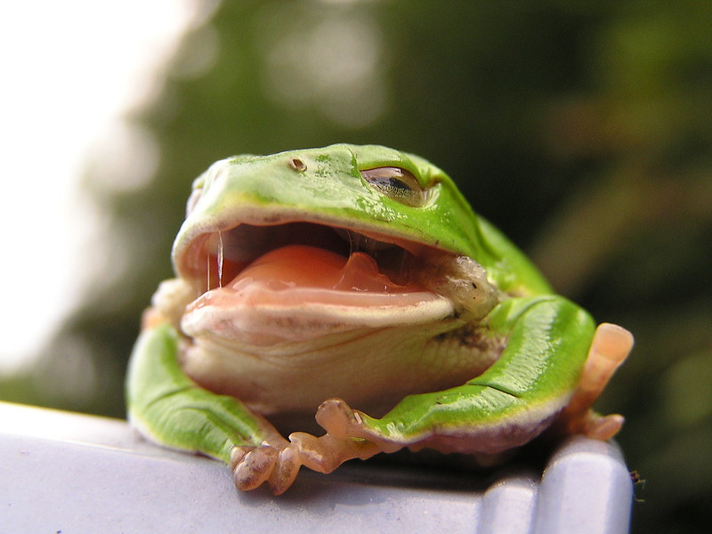 Frog with mouth open