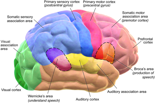 رسم تخطيطي للدماغ يوضح 11 منطقة مميزة نشطة، بما في ذلك القشرة البصرية والحركية والسمعية