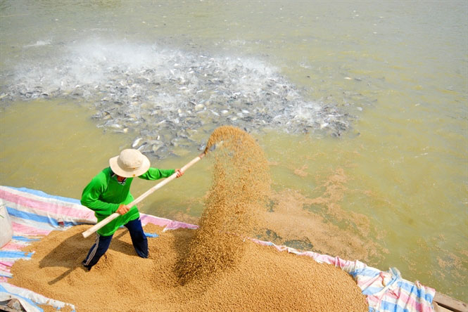 Quy trình sản xuất thức ăn nuôi thủy sản cơ bản