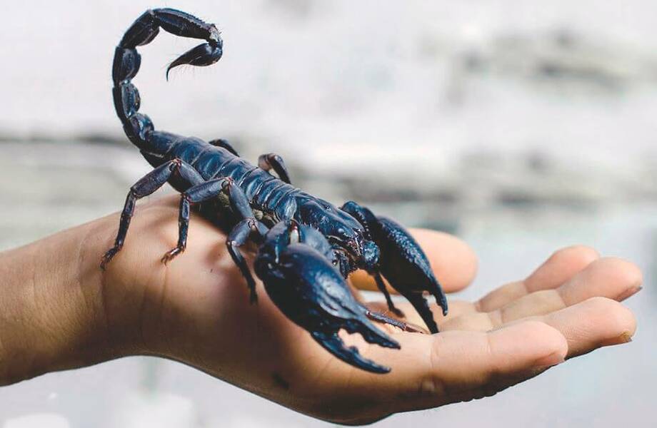 Scorpions
