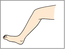 Image result for Leg clipart