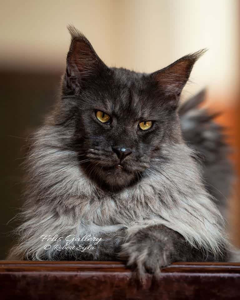 Vivo the maine coon