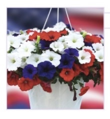 Please note how many hanging baskets of Salute you would like to order.