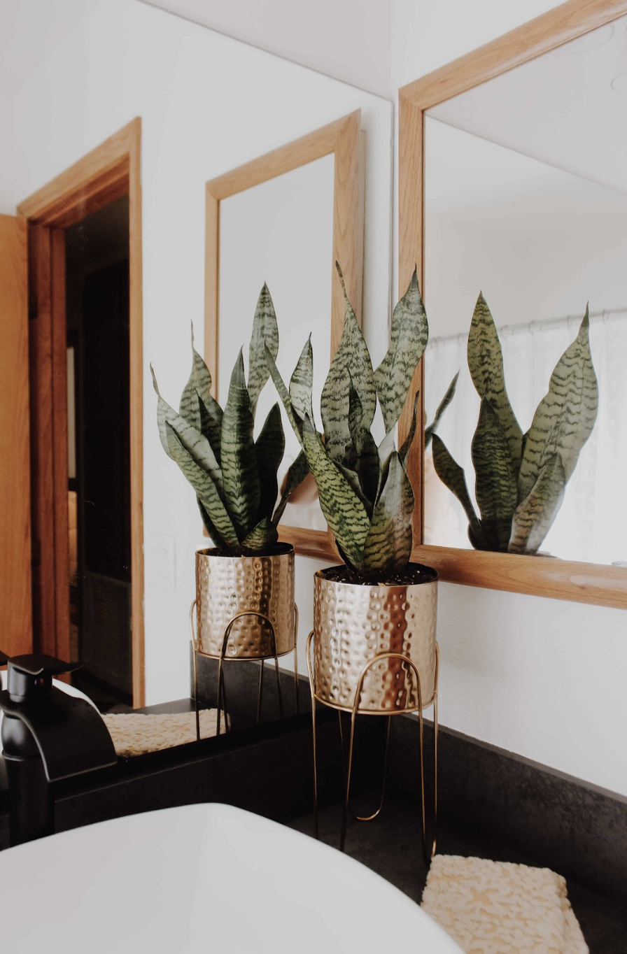 Plant by a sink in the bathroom
