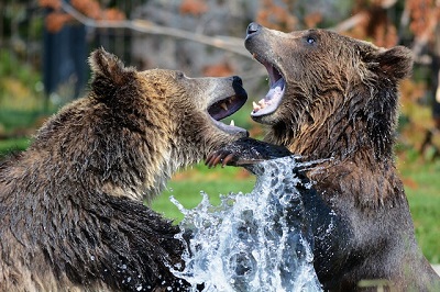 photo of bears playing or fighting