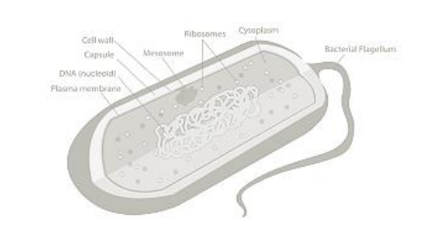 Introduction to Prokaryotes and Eukaryotes : Pharmaguideline