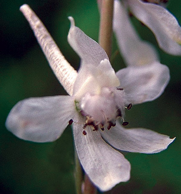 Delphinium virescens flower.
