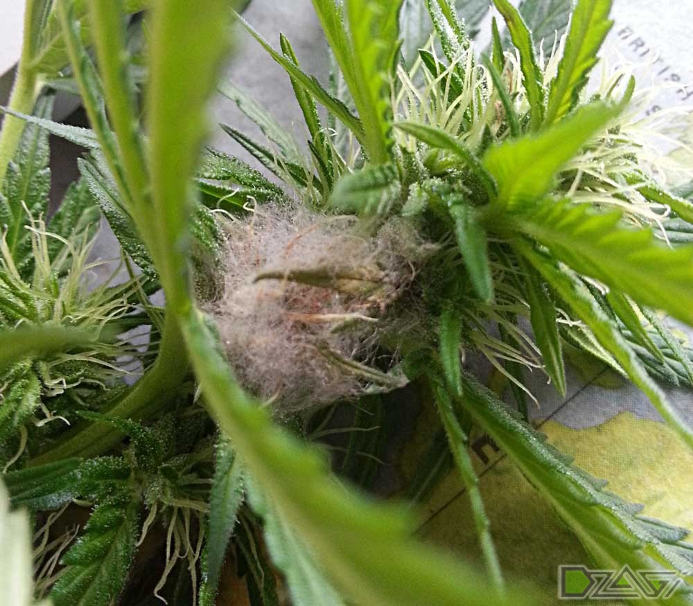 Выращивание марихуаны плесень как сажают семена конопляные