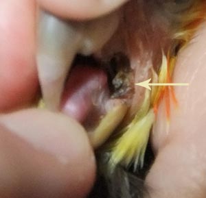 Oral candidiasis (fungal disease) and bacterial disease in the mouth of a cockatiel at the commissure.