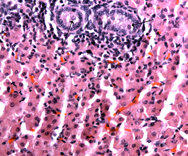 Testis of an abortus in Przewalski's horse. The large number of active interstitial cells surrounds few tubules with germ cells
