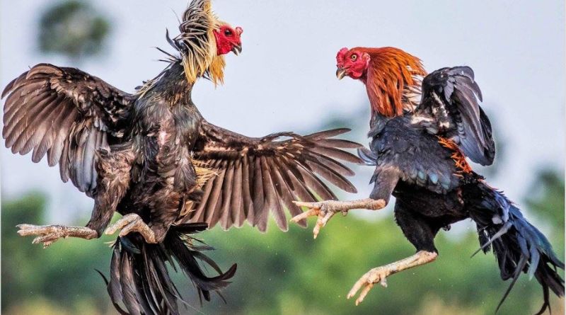 Cách chọn gà chọi máu chiến qua chân gà
