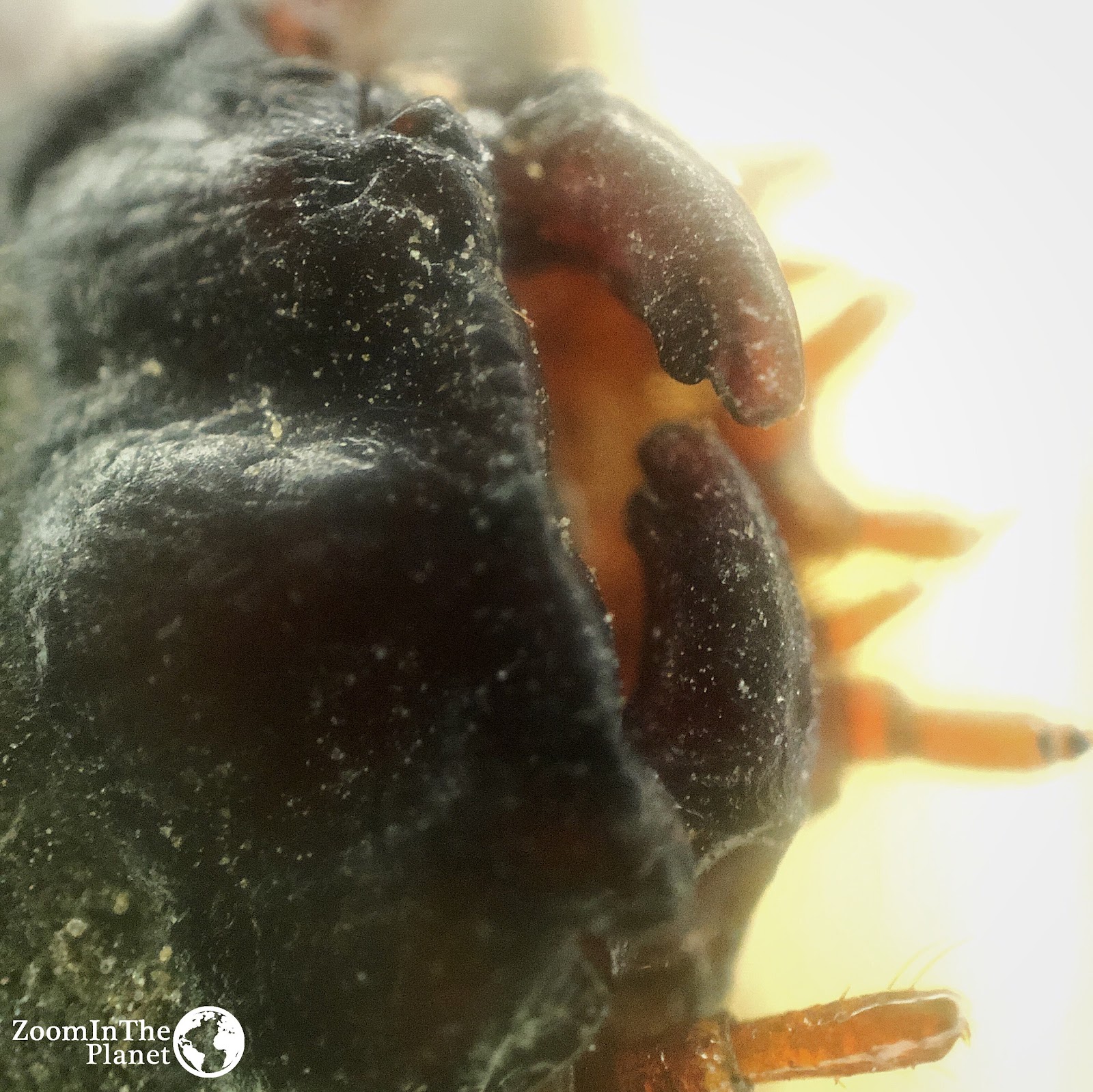 CATERPILLAR