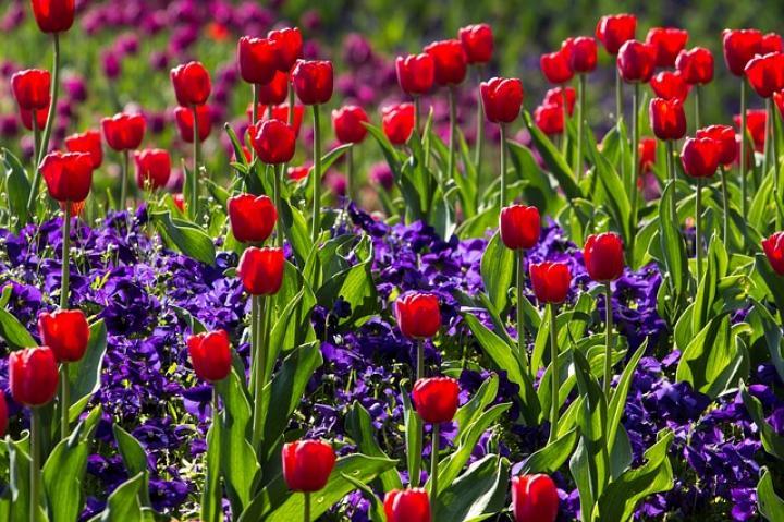 Tulip Flowers