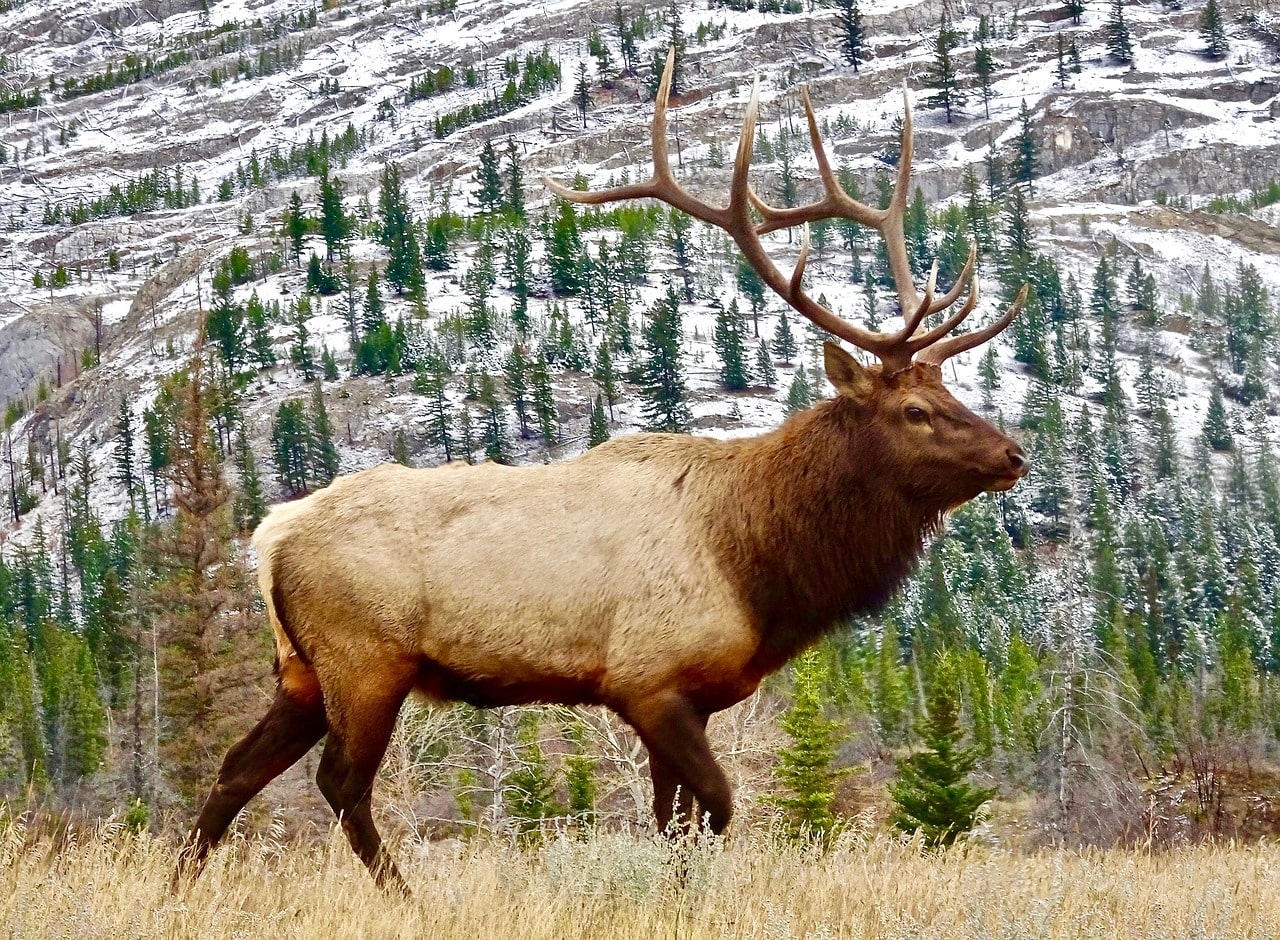 Elk and Moose