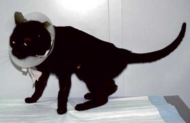 Gastrotomy tube in a conscious cat