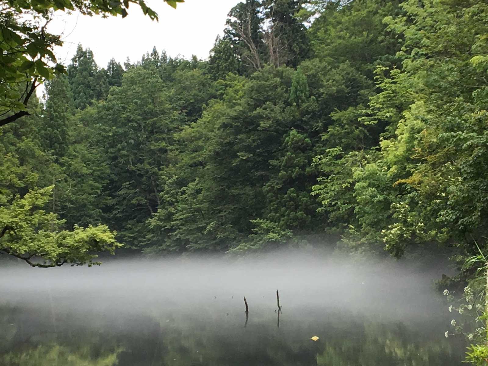 霧がかかった池