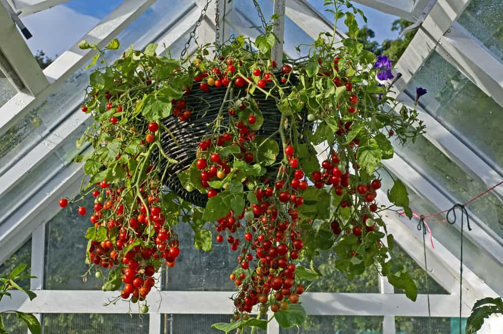 How to Care for an Upside Down Tomato Plant