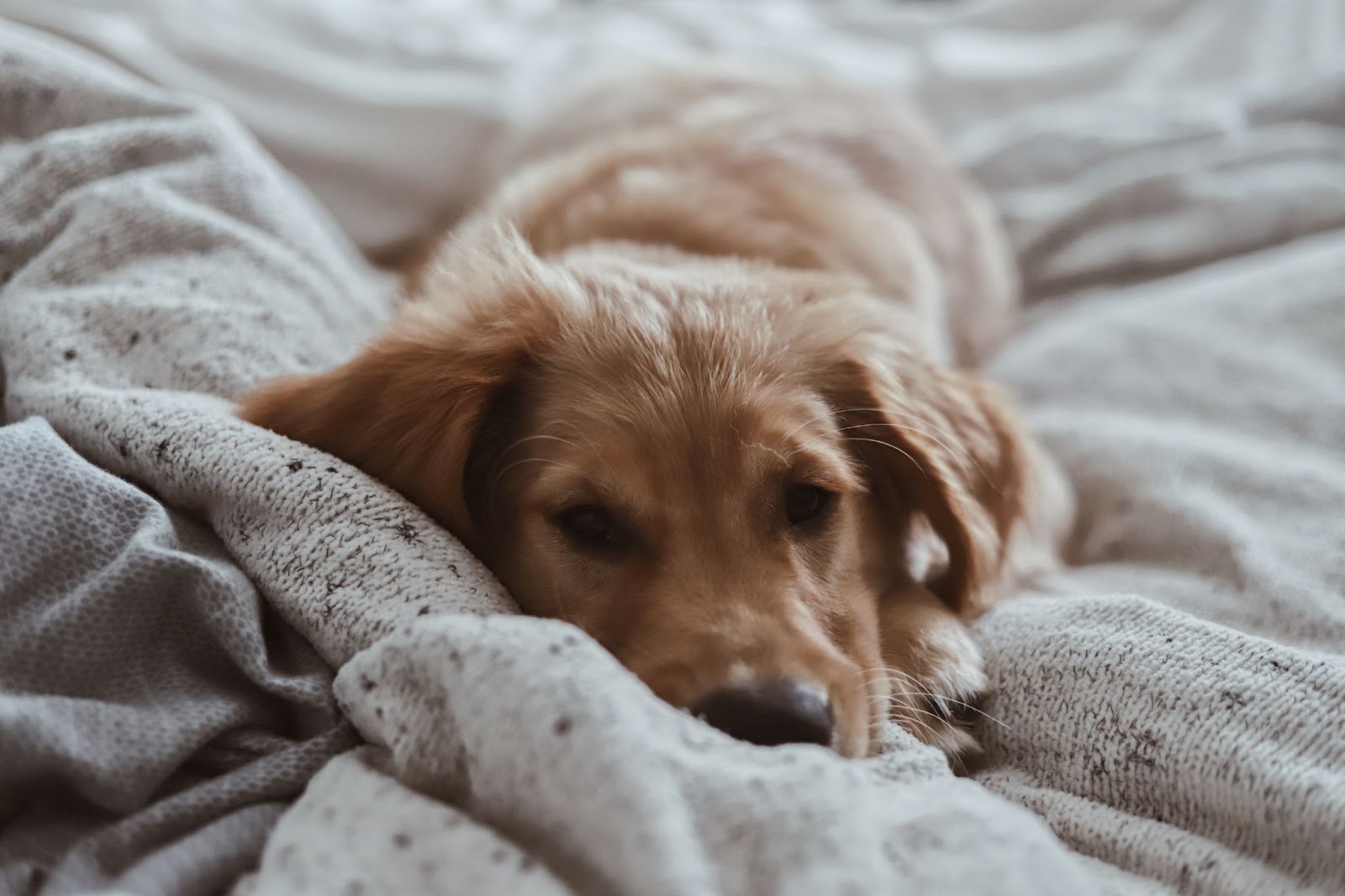 Puppy lying on a bed.