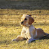 Indoor Dog Park Tempe