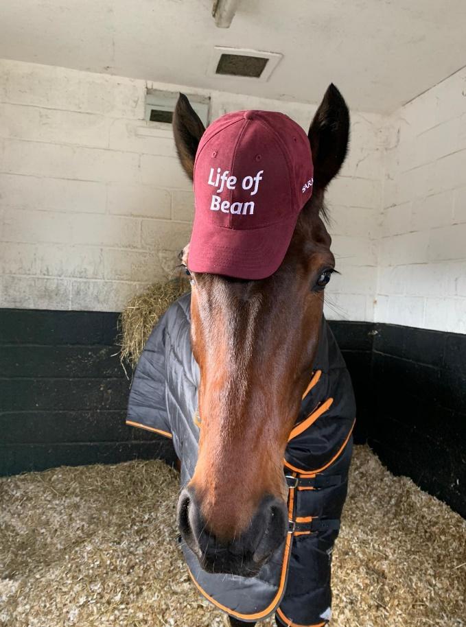 A horse wearing a red hat

Description automatically generated