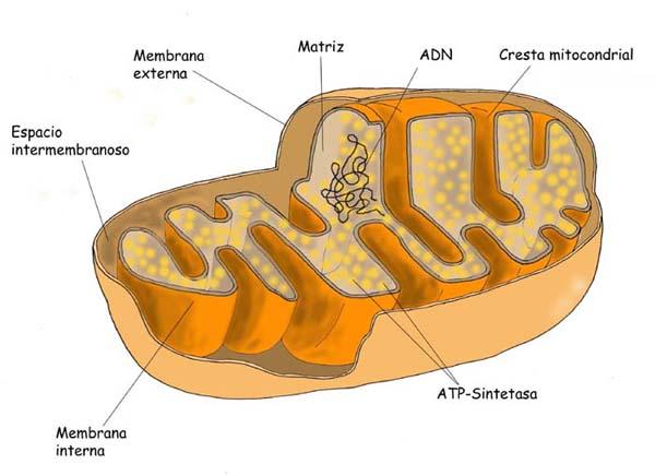 'Organelas citoplasm�ticas'
