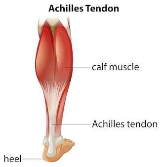 Difference Between Tendon And Ligament