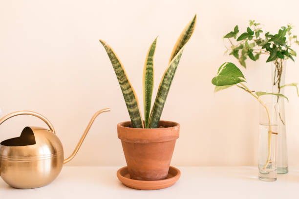 vastu plants for home snake plant