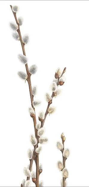 D:\0 wd yedek\acr yedek\1 film indirme\botanicheskaya_illyustraciya2_files\image022.jpg