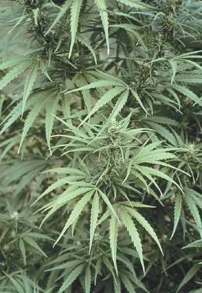 Marijuana showing typical leaf structure