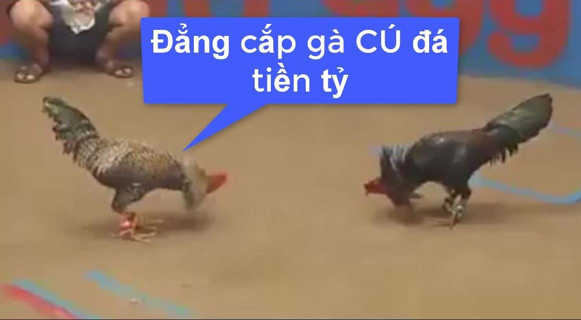 Gà cú đá 5 tỷ