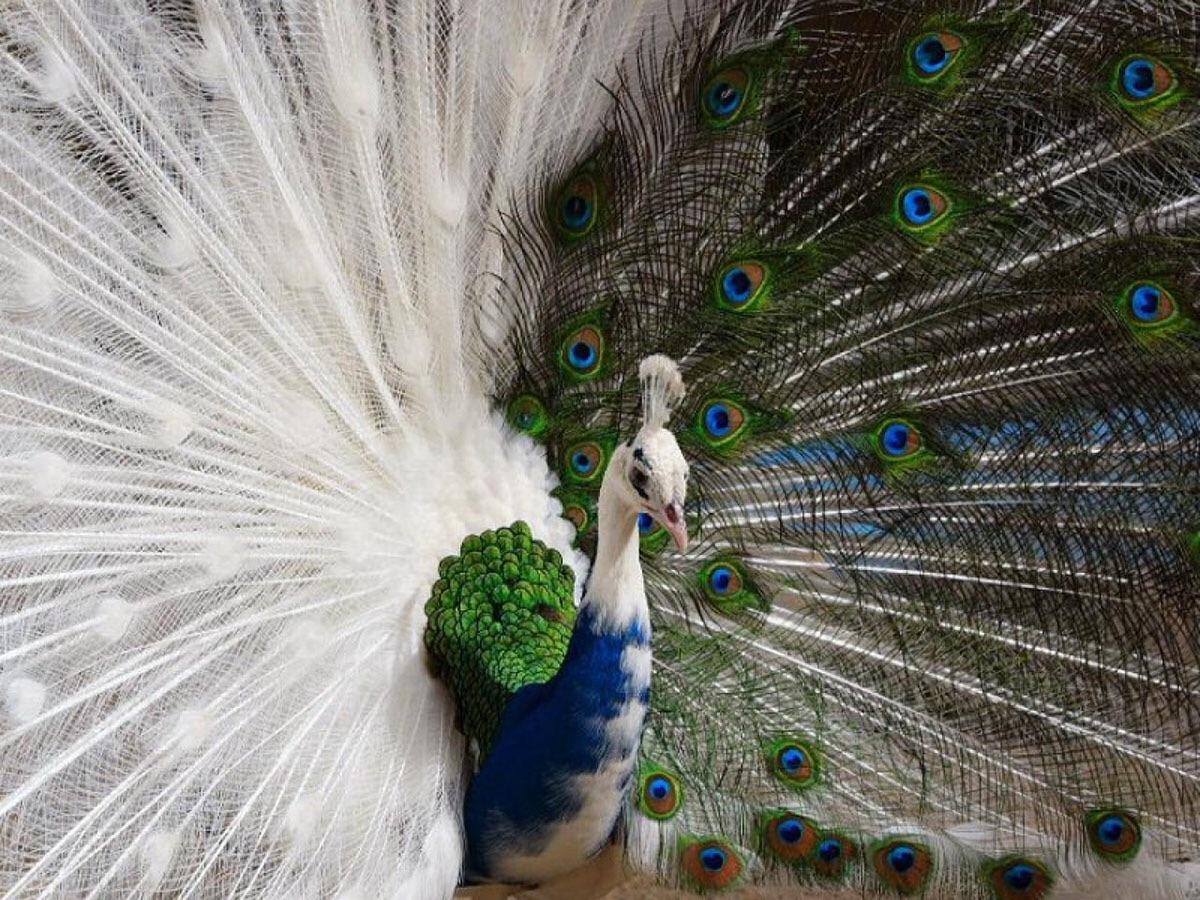 Image result for albino peacock